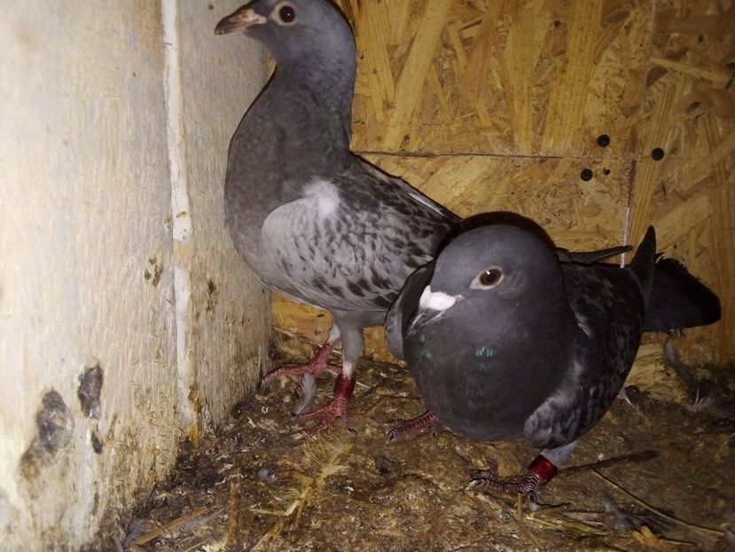  - Pui de porumbei voiajori 2019