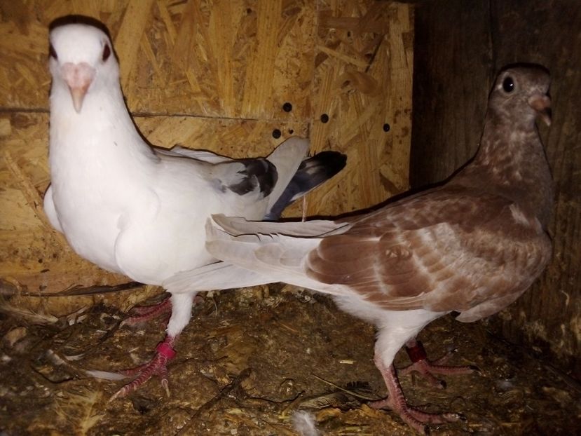  - Pui de porumbei voiajori 2019