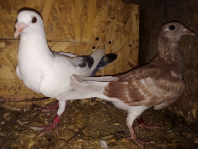  - Pui de porumbei voiajori 2019