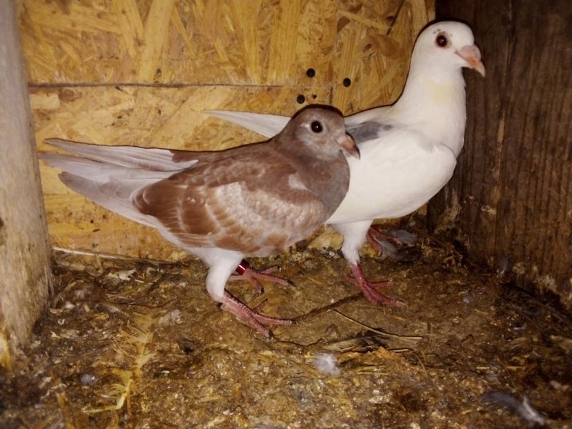  - Pui de porumbei voiajori 2019