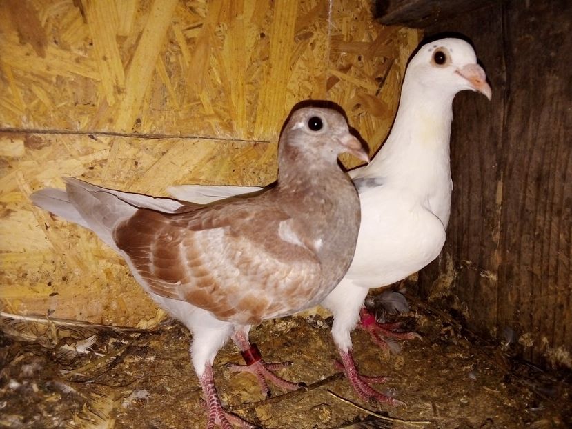  - Pui de porumbei voiajori 2019