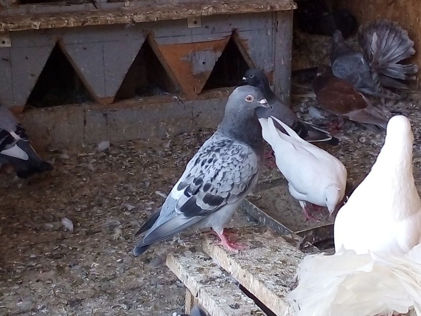  - Pui de porumbei voiajori 2019