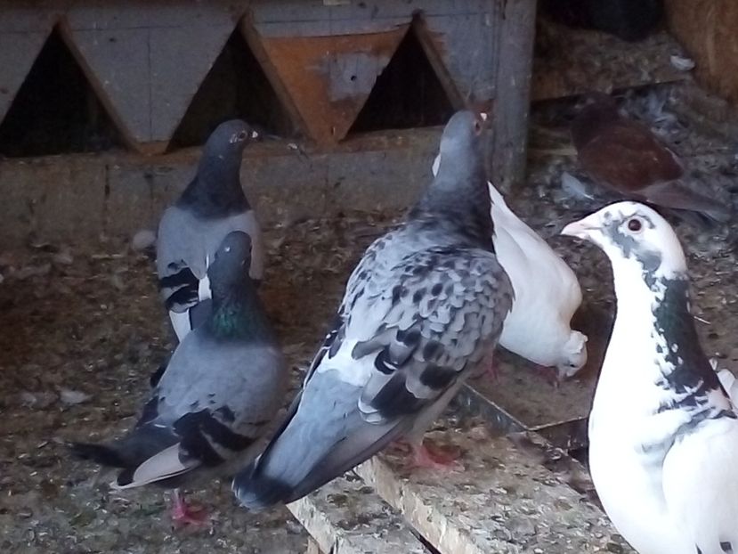  - Pui de porumbei voiajori 2019