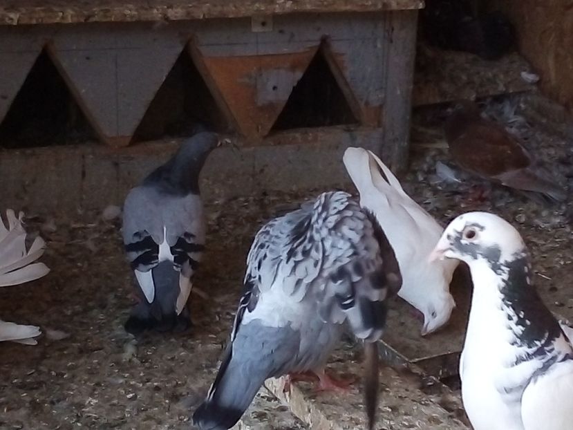  - Pui de porumbei voiajori 2019