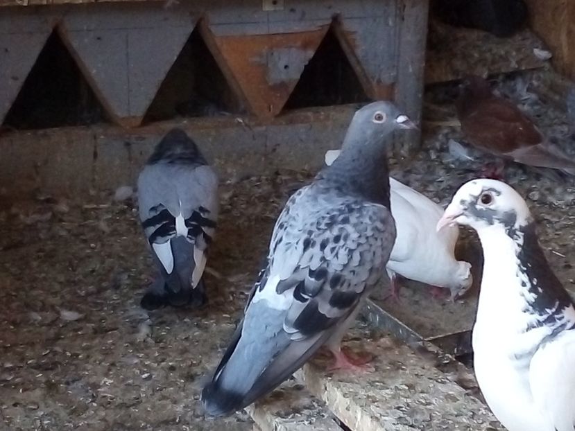  - Pui de porumbei voiajori 2019