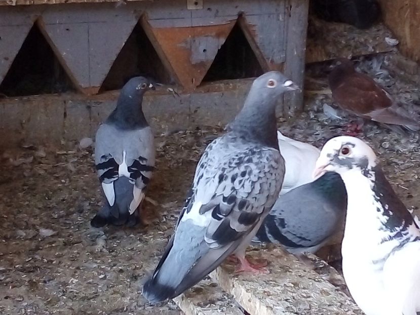  - Pui de porumbei voiajori 2019