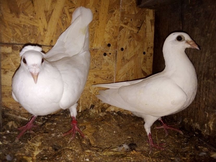  - Pui de porumbei voiajori 2019