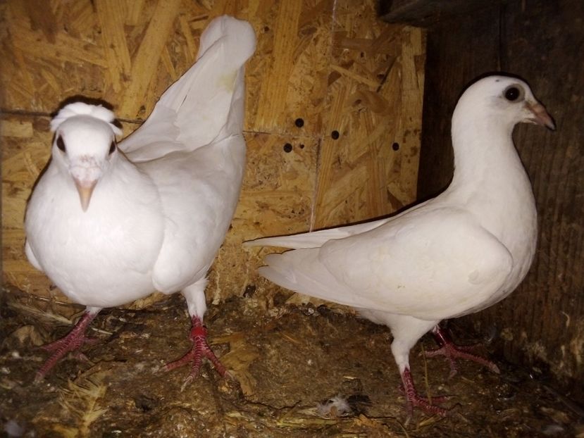  - Pui de porumbei voiajori 2019