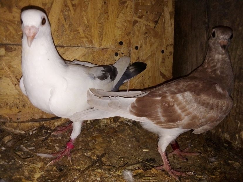  - Pui de porumbei voiajori 2019