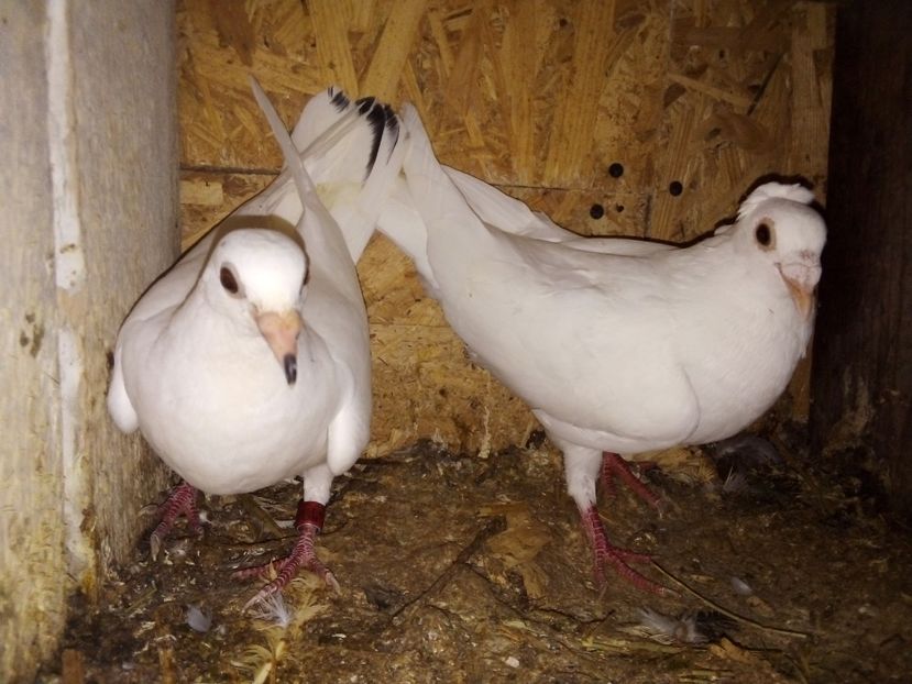  - Pui de porumbei voiajori 2019