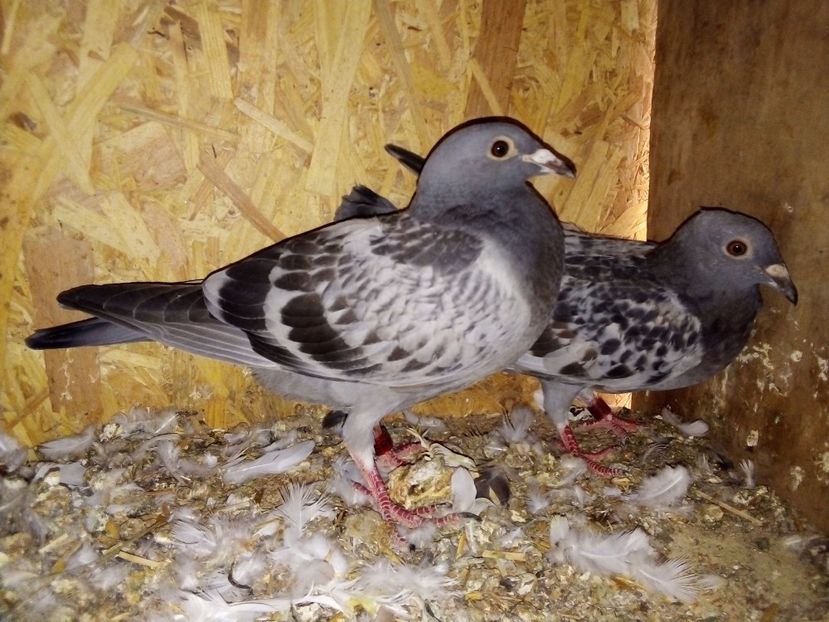  - Pui de porumbei voiajori 2019