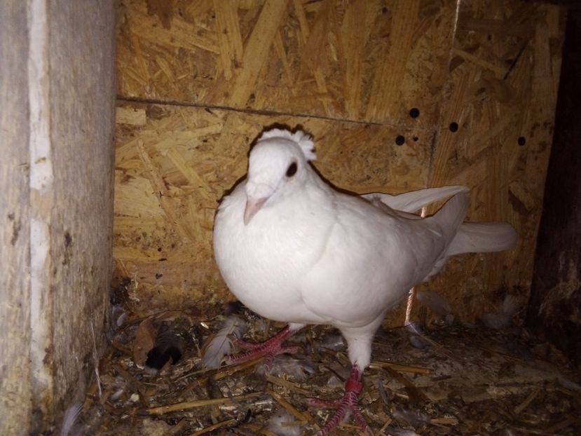  - Pui de porumbei voiajori 2019