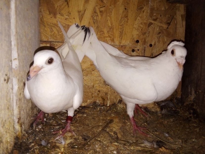  - Pui de porumbei voiajori 2019