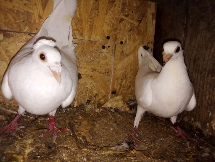  - Pui de porumbei voiajori 2019