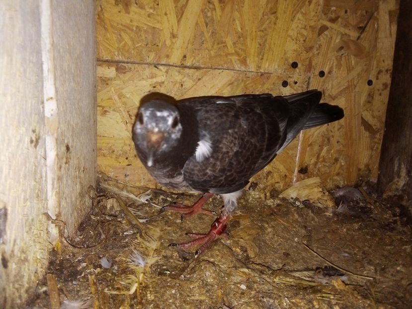  - Pui de porumbei voiajori 2019