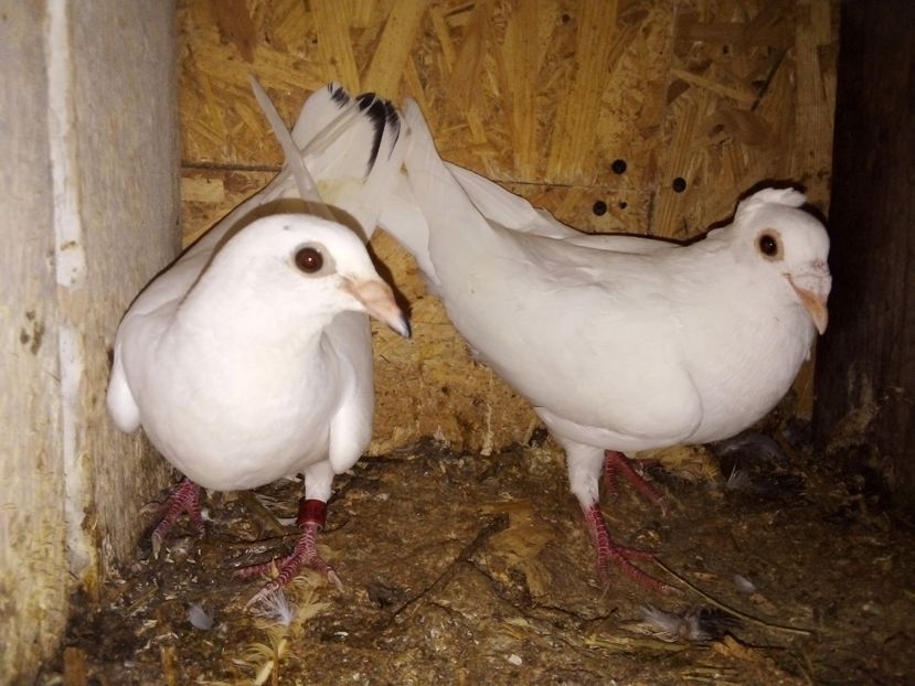  - Pui de porumbei voiajori 2019