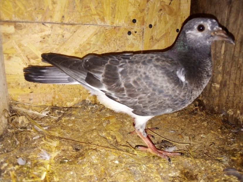  - Pui de porumbei voiajori 2019