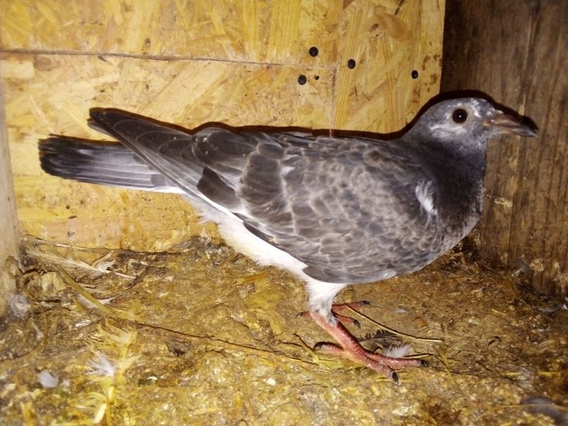  - Pui de porumbei voiajori 2019