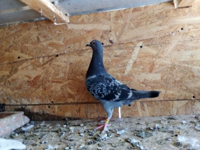  - Pui de porumbei voiajori 2019