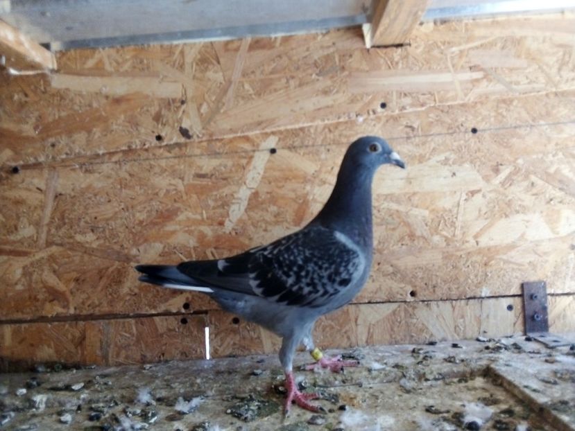  - Pui de porumbei voiajori 2019