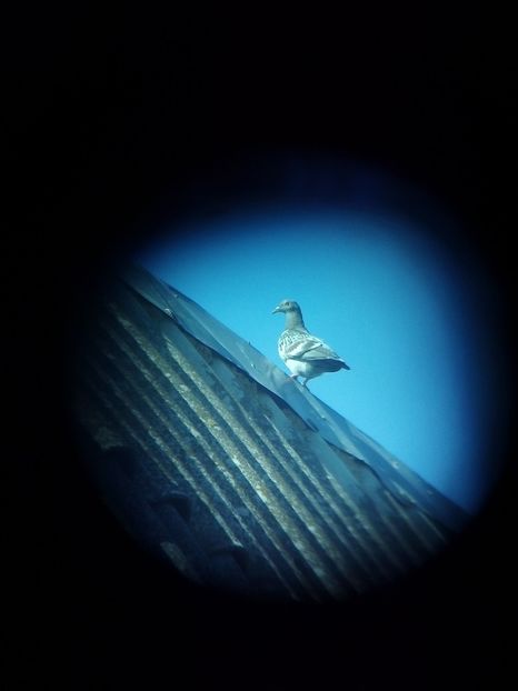  - Pui de porumbei voiajori 2019