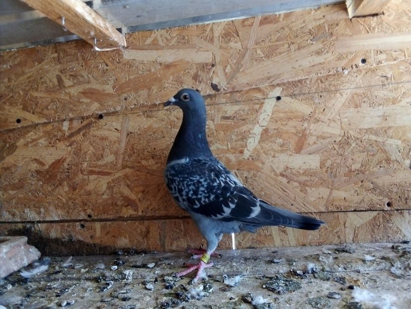  - Pui de porumbei voiajori 2019