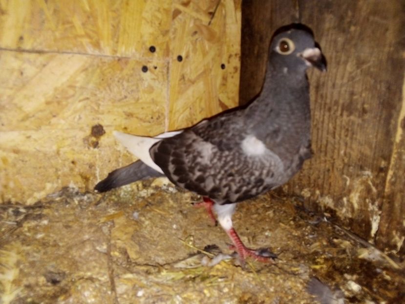  - Pui de porumbei voiajori 2019