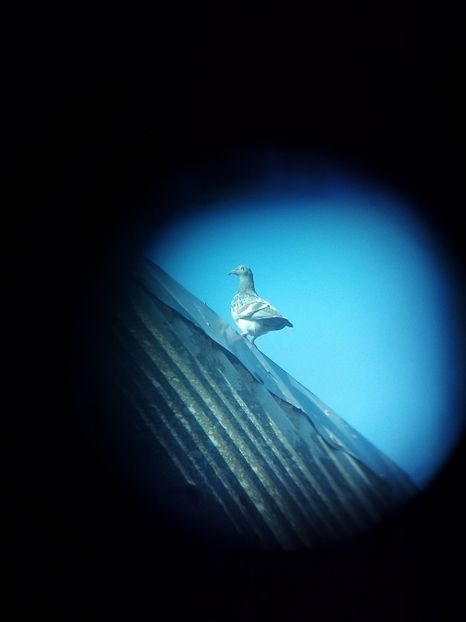  - Pui de porumbei voiajori 2019