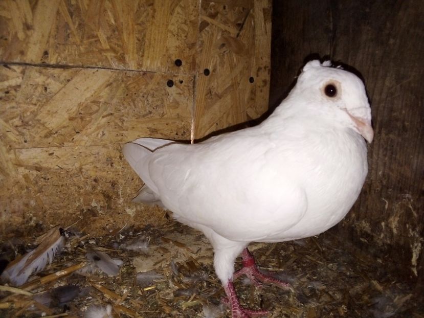  - Pui de porumbei voiajori 2019