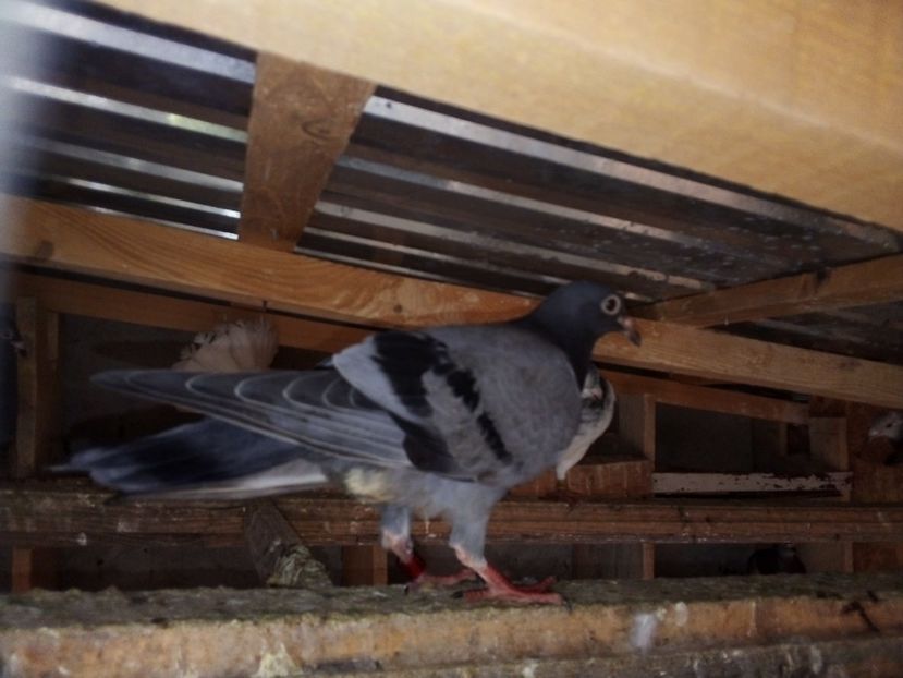  - Pui de porumbei voiajori 2019