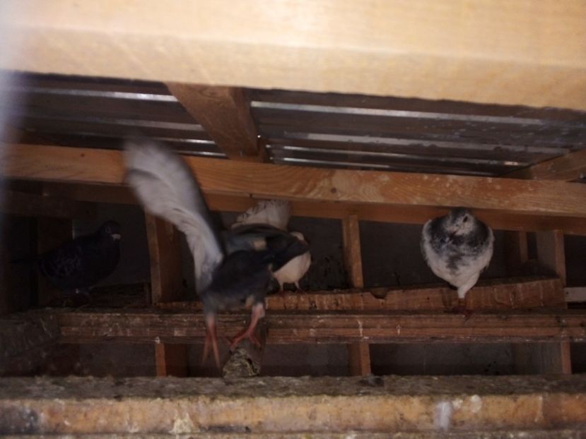  - Pui de porumbei voiajori 2019