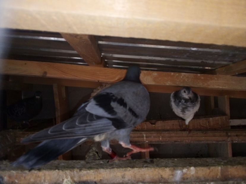  - Pui de porumbei voiajori 2019