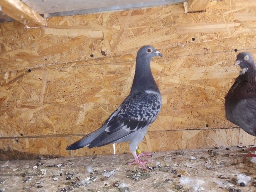  - Pui de porumbei voiajori 2019