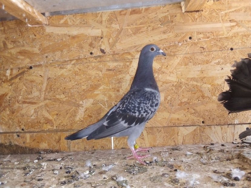  - Pui de porumbei voiajori 2019