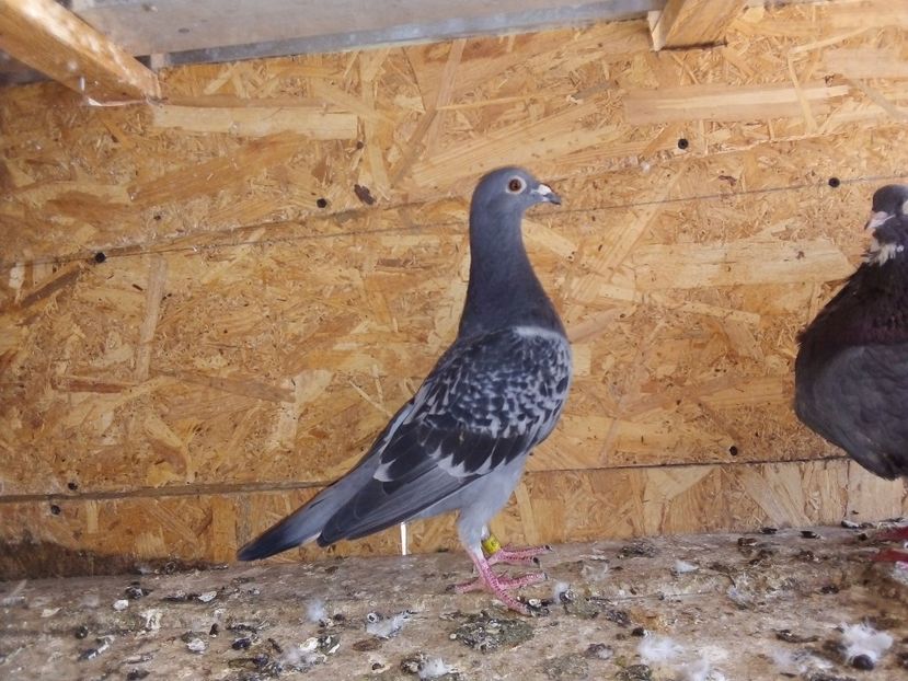  - Pui de porumbei voiajori 2019