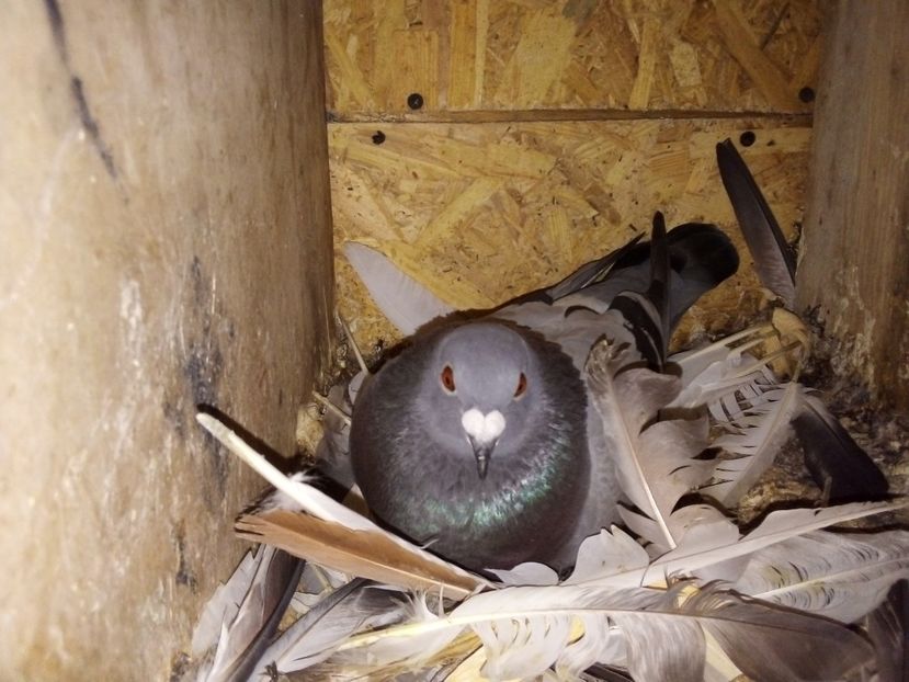  - Pui de porumbei voiajori 2019