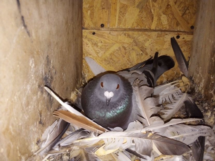  - Pui de porumbei voiajori 2019