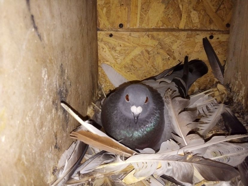  - Pui de porumbei voiajori 2019