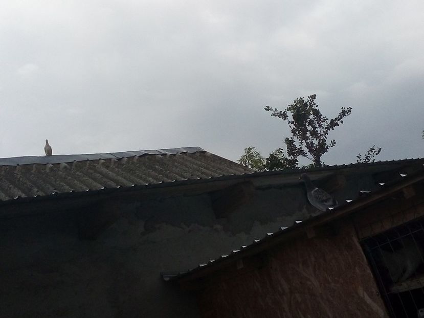  - Pui de porumbei voiajori 2019