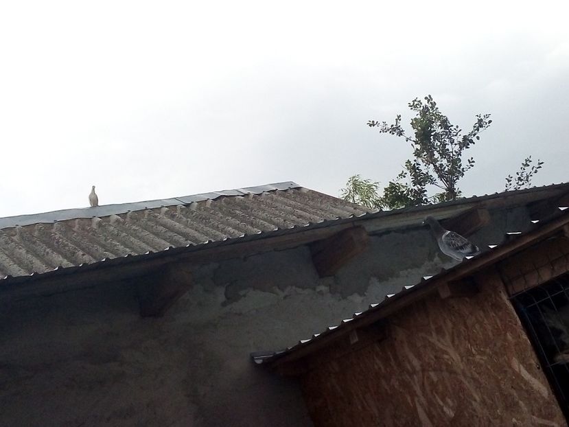  - Pui de porumbei voiajori 2019