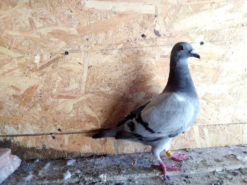  - Pui de porumbei voiajori 2019