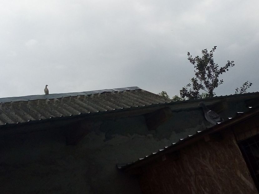  - Pui de porumbei voiajori 2019