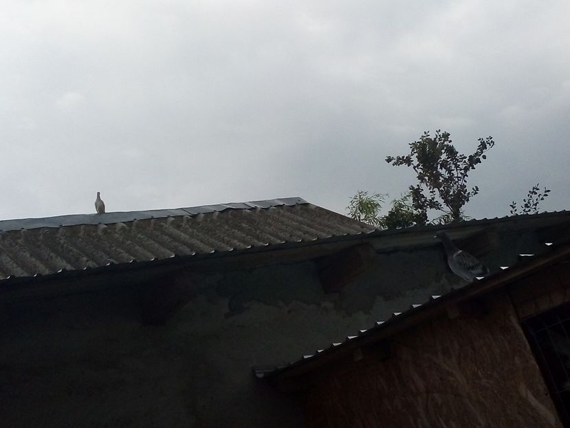  - Pui de porumbei voiajori 2019