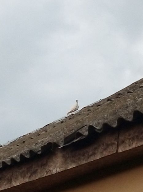  - Pui de porumbei voiajori 2019