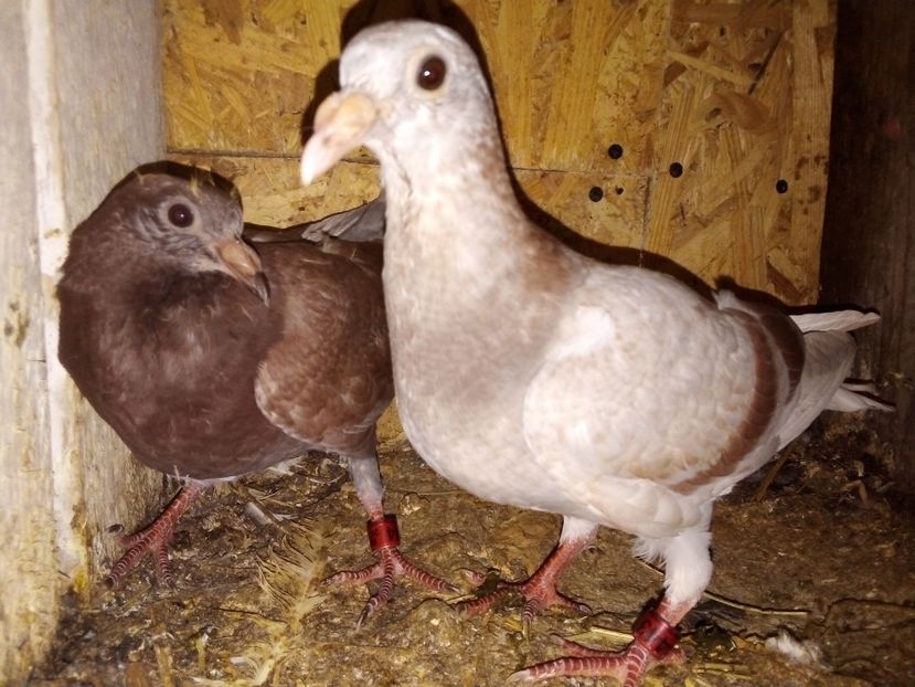  - Pui de porumbei voiajori 2019