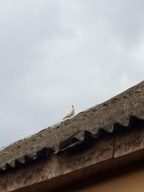  - Pui de porumbei voiajori 2019