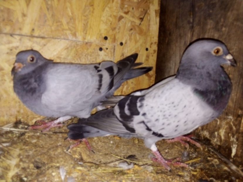  - Pui de porumbei voiajori 2019