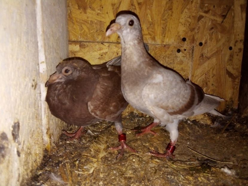  - Pui de porumbei voiajori 2019