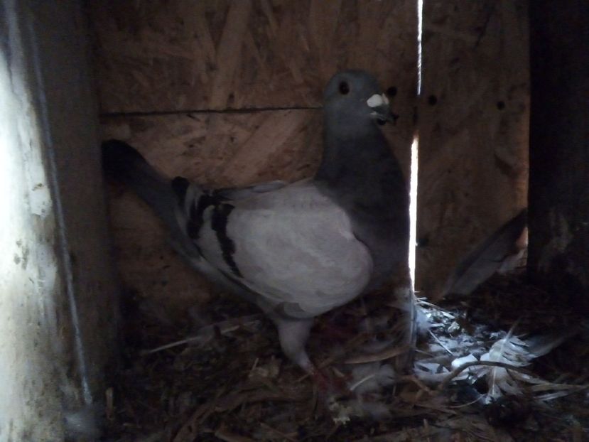  - Pui de porumbei voiajori 2019