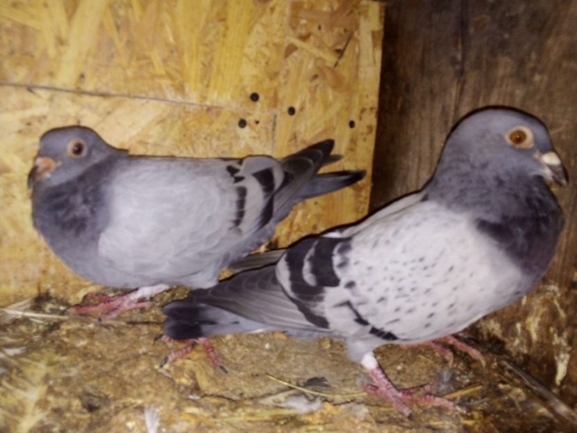  - Pui de porumbei voiajori 2019